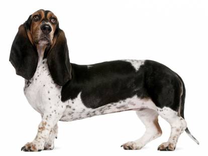 Photo Basset Art&eacute;sien Normand