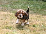 gayard - Beagle-Harrier Mâle