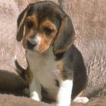 lea - Beagle-Harrier (3 mois)