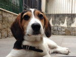 Dream - Beagle-Harrier Mâle (7 mois)