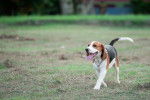 Photo Beagle-Harrier