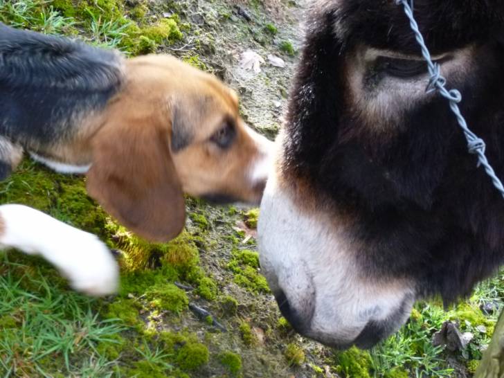 Gaïa - Beagle-Harrier (3 ans)