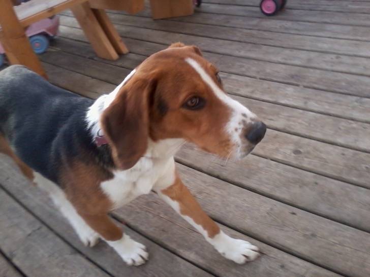 Maizy - Beagle-Harrier (1 an)