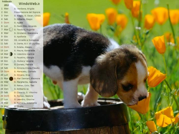 LAKY - Beagle-Harrier Mâle (6 mois)