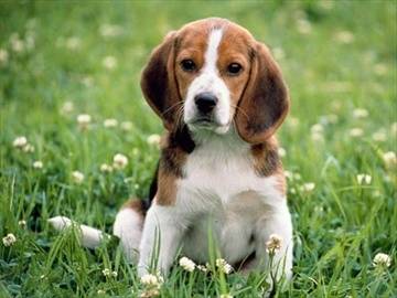 Piccola - Beagle-Harrier (1 an)