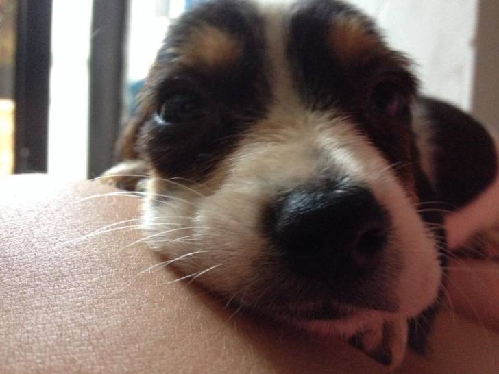 Dream - Beagle-Harrier Mâle (2 mois)