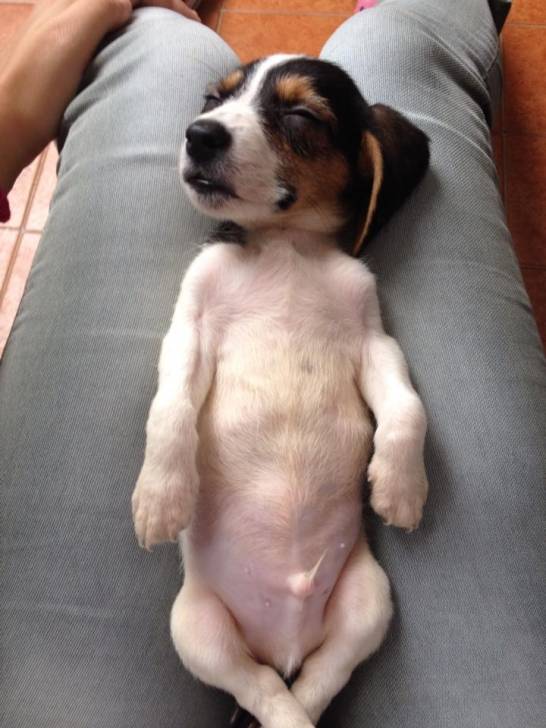 Dream - Beagle-Harrier Mâle (2 mois)