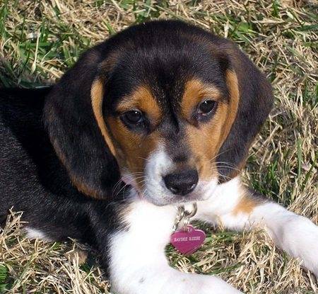 Saydee - Beagle-Harrier (1 an)