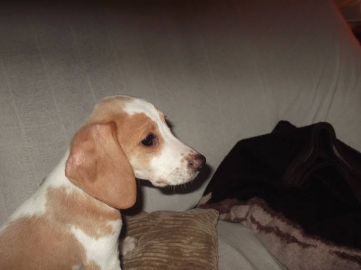 Milo - Beagle-Harrier Mâle (1 an)