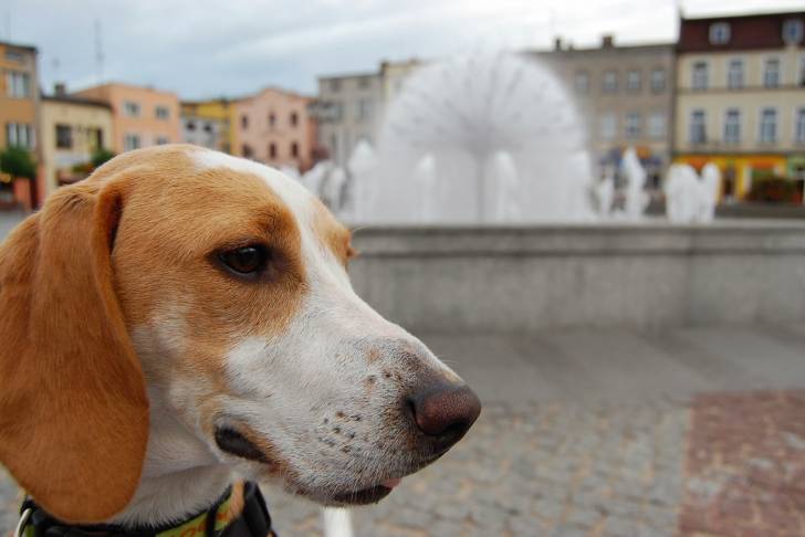 Milo - Beagle-Harrier Mâle (1 an)