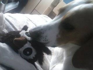 Milo - Beagle-Harrier Mâle (1 an)
