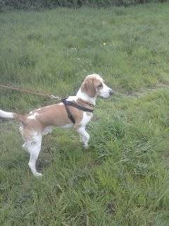 Milo - Beagle-Harrier Mâle (1 an)