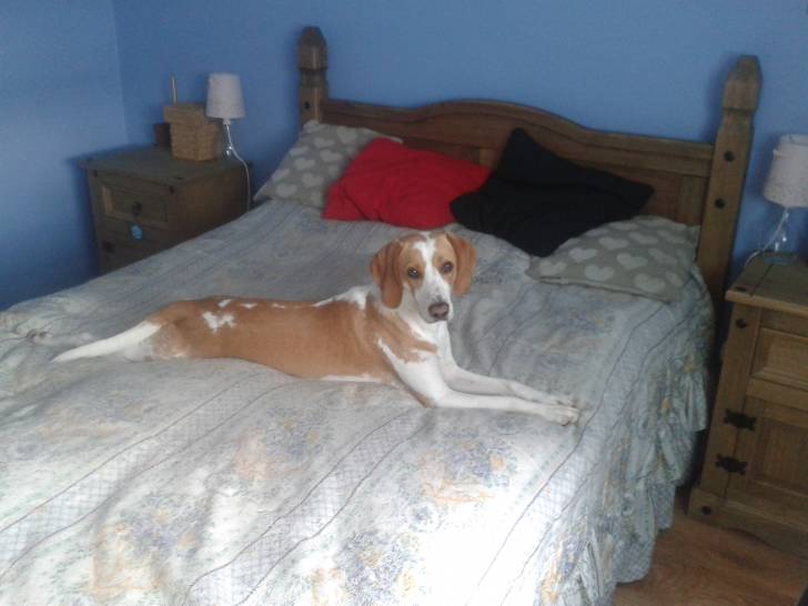 Milo - Beagle-Harrier Mâle (1 an)