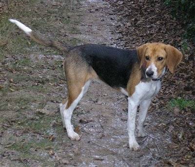 enzo - Beagle-Harrier Mâle (1 an)
