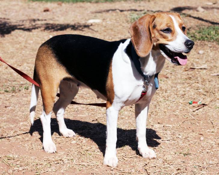 Photo Beagle-Harrier