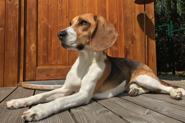 Photo Beagle-Harrier