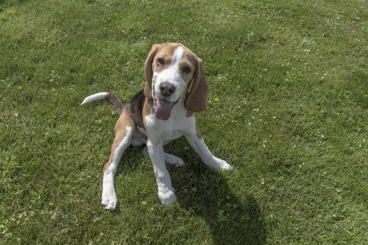 Photo Beagle-Harrier
