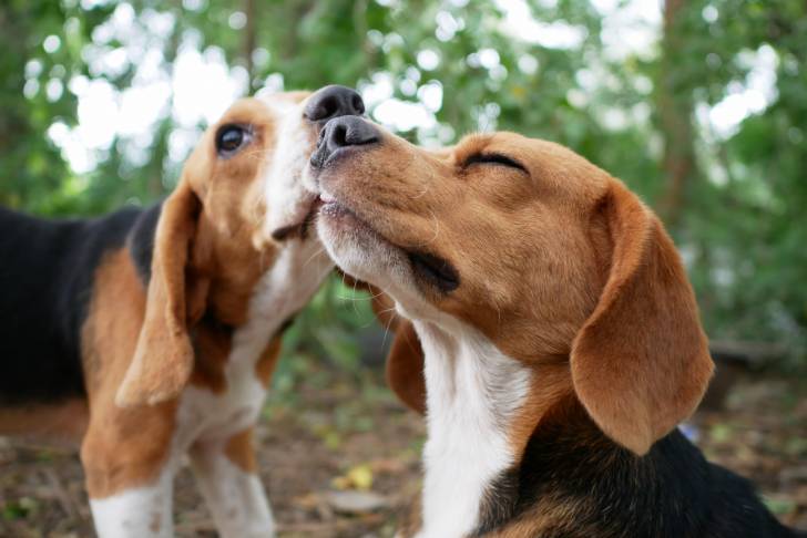 Photo Beagle-Harrier