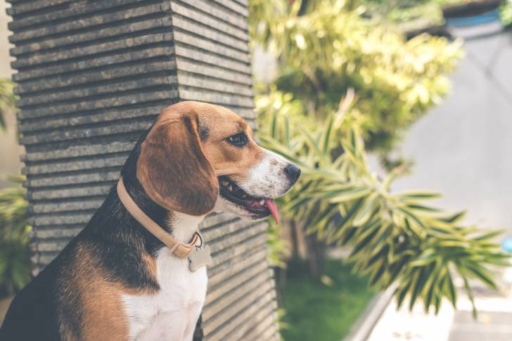 Photo Beagle-Harrier