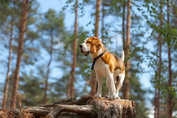 Photo Beagle-Harrier