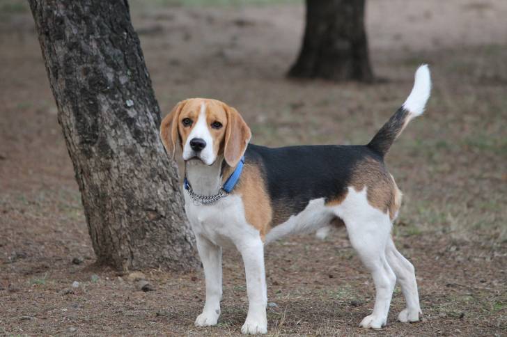 Photo Beagle-Harrier