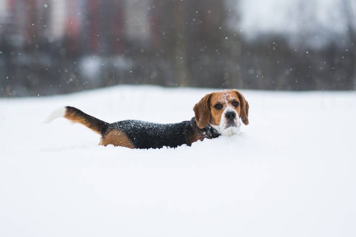 Photo Beagle-Harrier