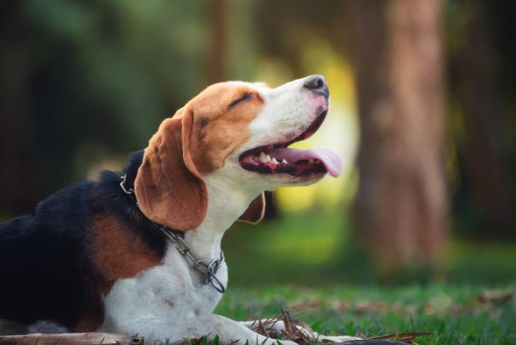 Photo Beagle-Harrier