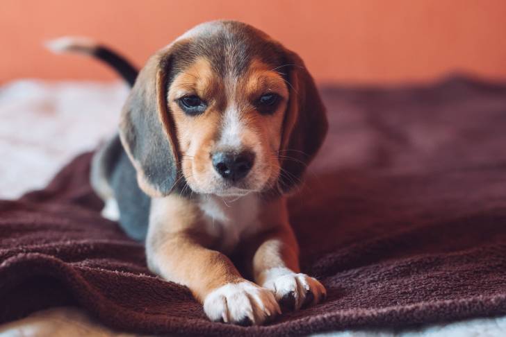 Photo Beagle-Harrier