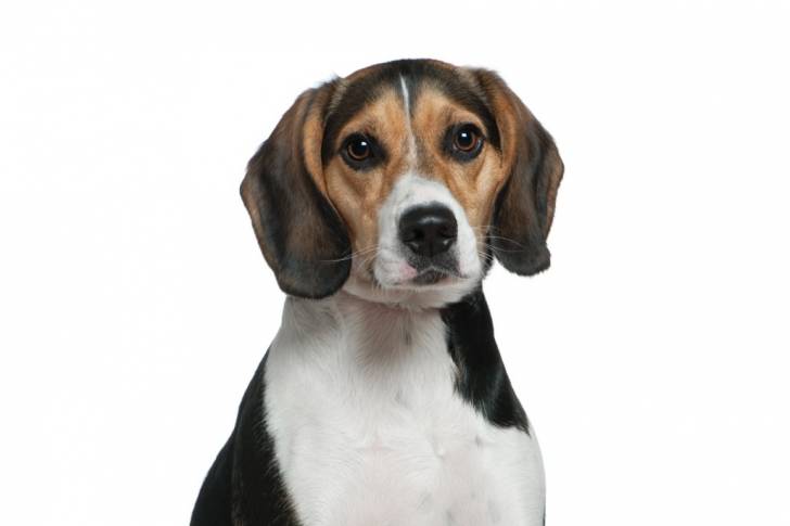 Photo Beagle-Harrier