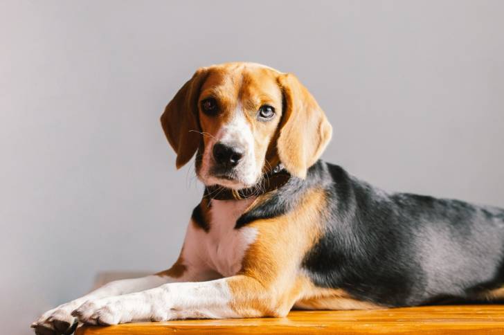 Photo Beagle-Harrier