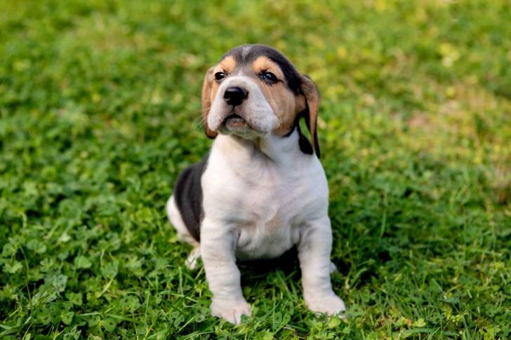 Photo Beagle-Harrier