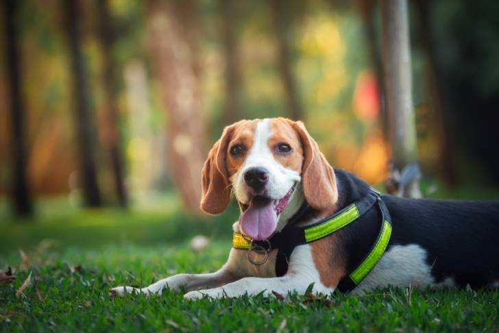 Photo Beagle-Harrier