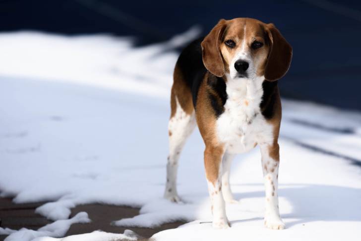 Photo Beagle-Harrier