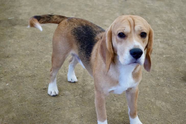 Photo Beagle-Harrier