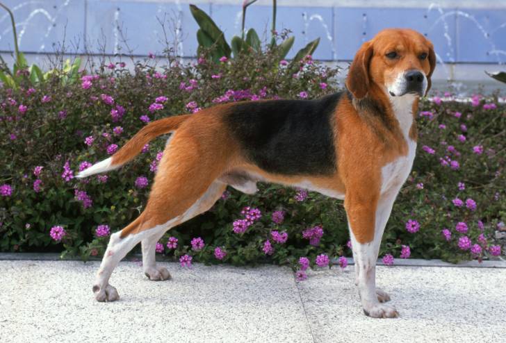 Un Beagle-Harrier tricolore debout en extérieur devant un parterre de fleurs