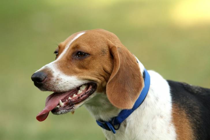 Photo Beagle-Harrier