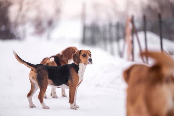 Photo Beagle-Harrier