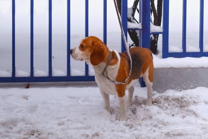 Photo Beagle-Harrier