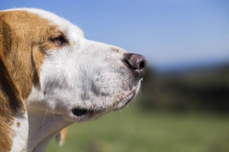 Photo Beagle-Harrier