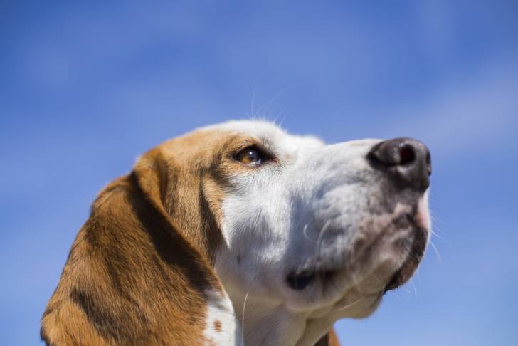 Photo Beagle-Harrier