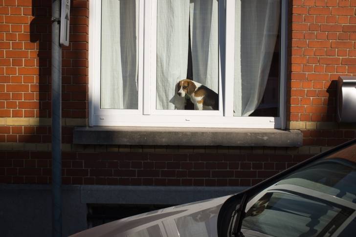 Photo Beagle-Harrier