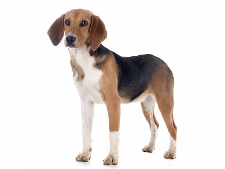 Photo Beagle-Harrier