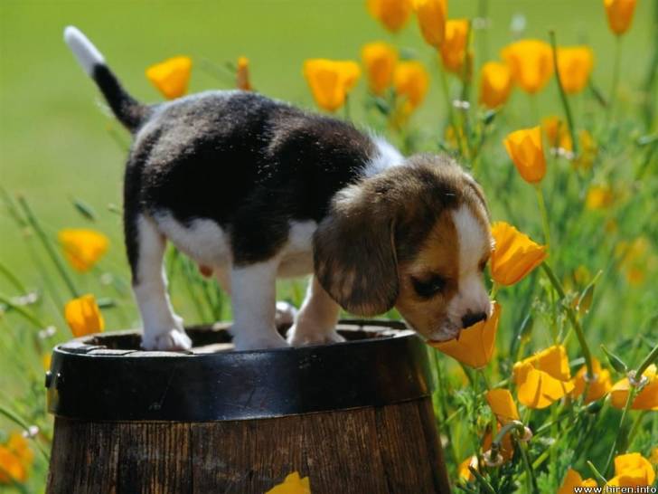 gongon - Beagle-Harrier Mâle (4 mois)