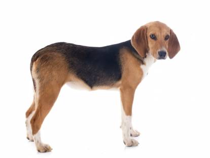 Photo Beagle-Harrier