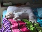 Slider - Bichon Frisé Mâle (1 an)