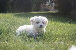 FALKO...Mon Bichon frisé. - Bichon Frisé