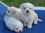 Chiots Bichons frisés - Bichon Frisé