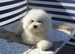 Bichon frisé L.O.F: Frisson du Clos des 3 Rivières - Bichon Frisé