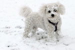 Un Bichon Frisé joue dans la neige