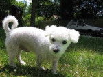 Post'ît - Bichon Frisé Mâle (14 ans)